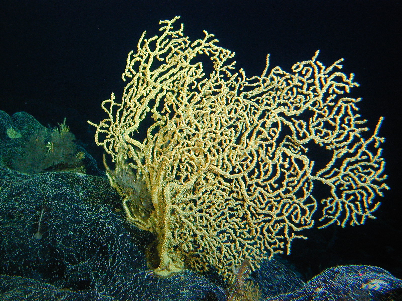 Самыми глубоководными водорослями являются. Глубоководные склерактиниевые кораллы. Четырёхлучевые кораллы. Кораллы ругозы кораллы. Древовидные кораллы.